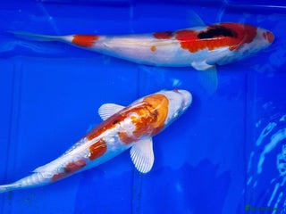 Koi Carp fish - Advert 17