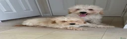 Miniature Poodle dogs for sale: Two beautiful miniature poodles  - Advert 11