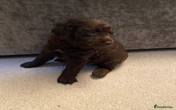 Cockapoo dogs for sale: Adorable cockapoo puppy’s  - Image 9