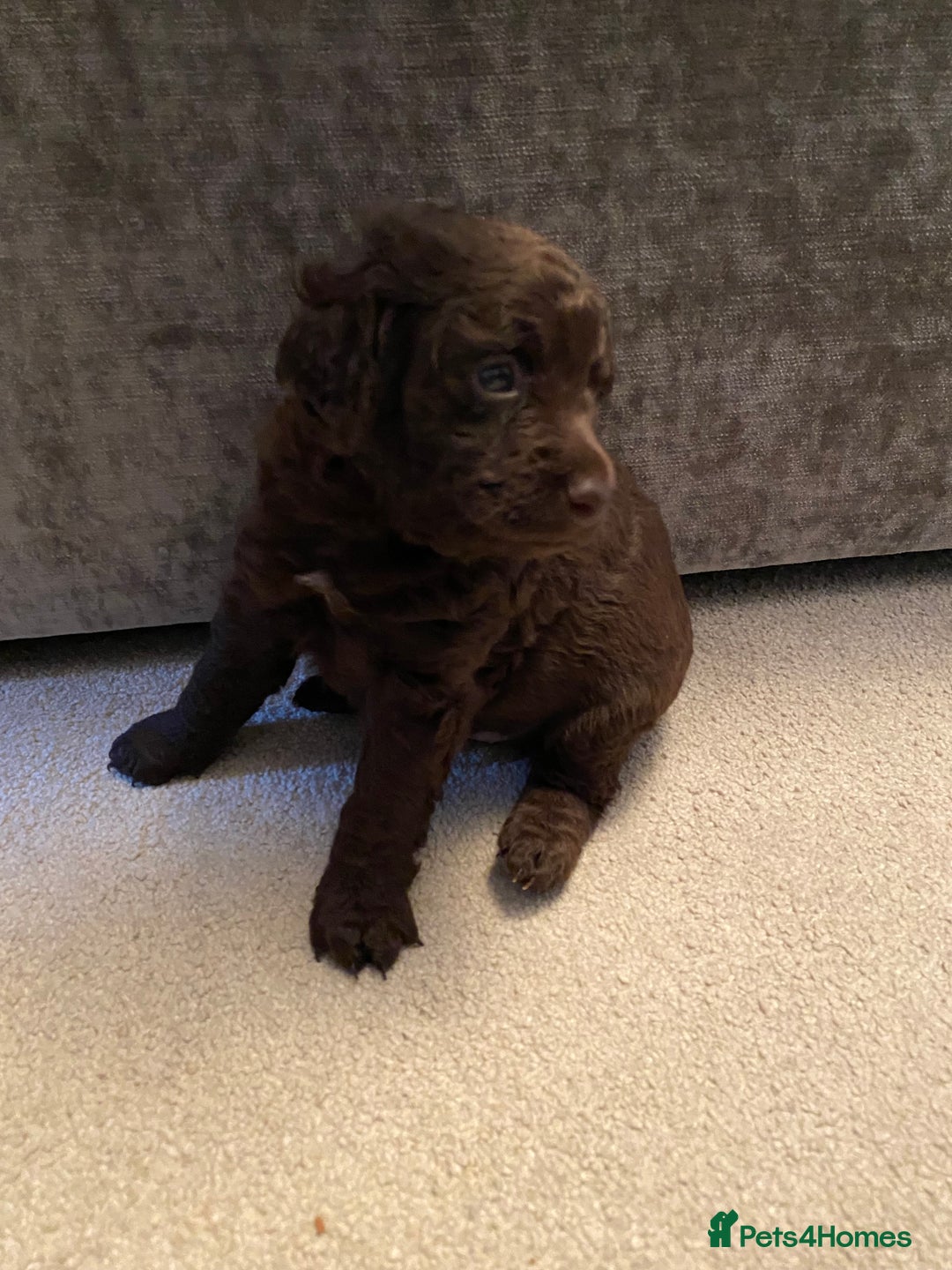 Cockapoo dogs for sale: Adorable cockapoo puppy’s  - Image 9