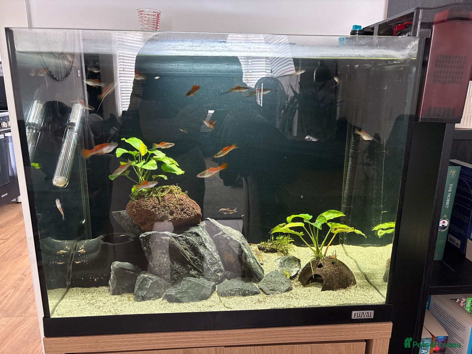 Swordtails fish Fluval 90L aquarium  - Advert 1