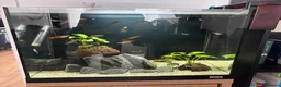 Swordtails fish for sale: Fluval 90L aquarium  - Advert 1