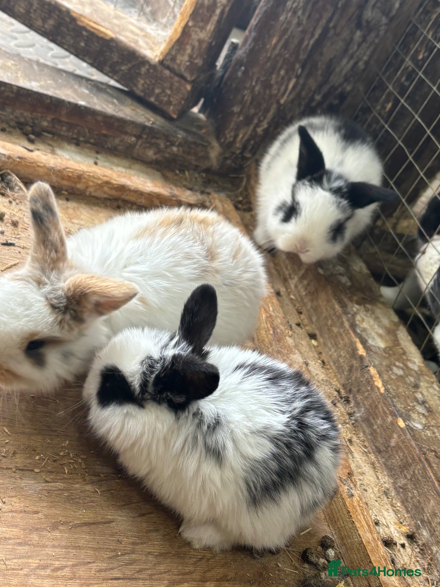 English Lop rabbits Lop eared rabbits for sale ready 16th june!  - Advert 2