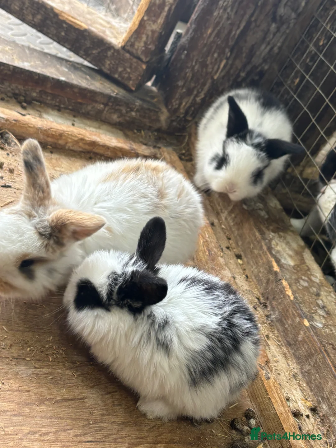 English Lop rabbits for sale: Lop eared rabbits for sale ready 16th june!  - Advert 1