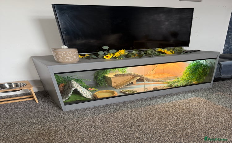 Bearded Dragon reptiles - Advert 1