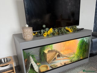 Bearded Dragon reptiles - Advert 4