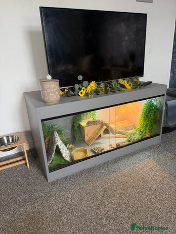 Bearded Dragon reptiles - Advert 1