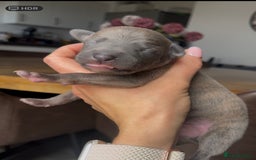 Whippet dogs for sale: STUNNING! TOP PEDIGREE BLUE FAWN WHIPPETS! KC REG - Image 9