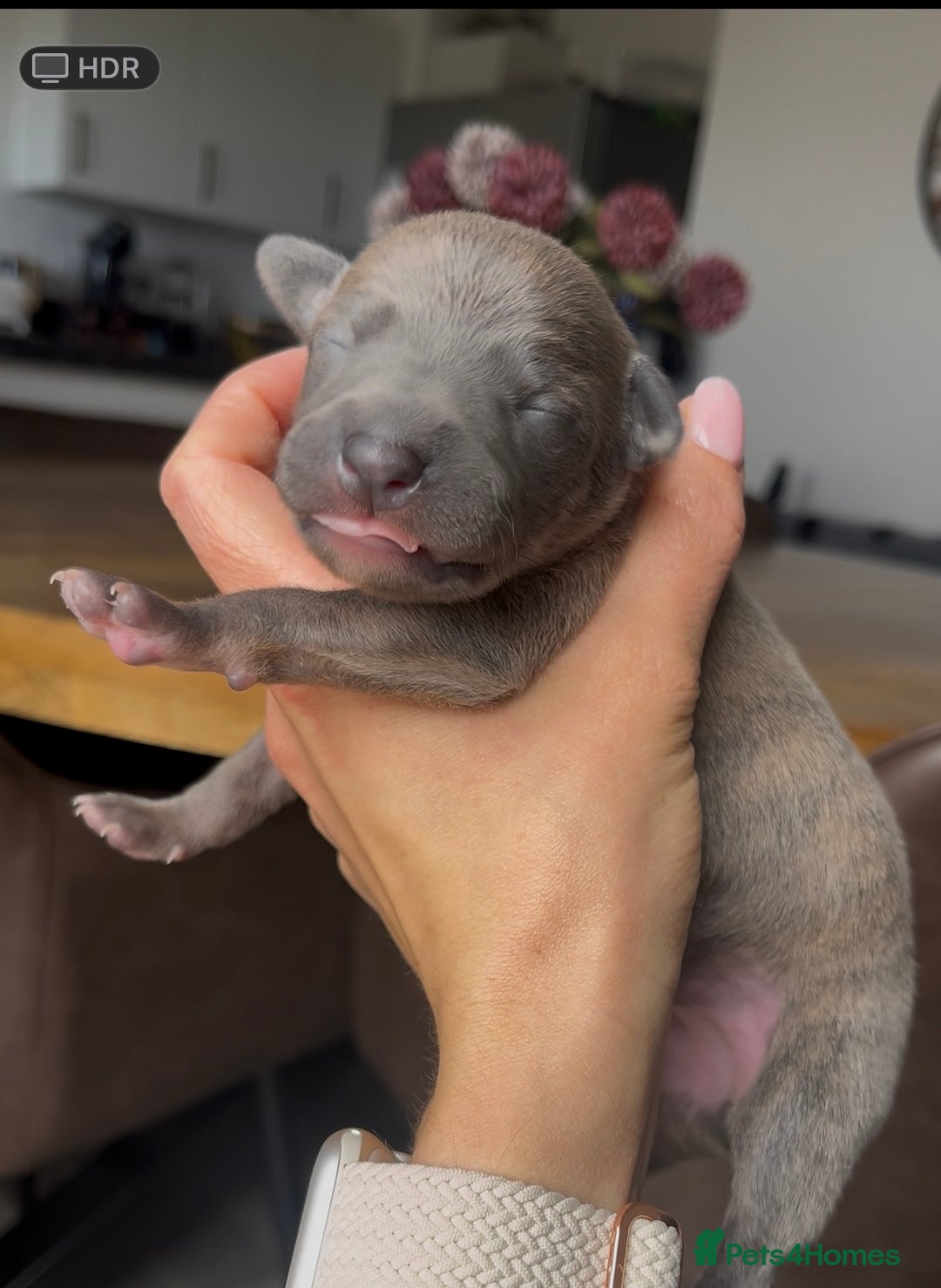 Whippet dogs for sale: STUNNING! TOP PEDIGREE BLUE FAWN WHIPPETS! KC REG - Image 9