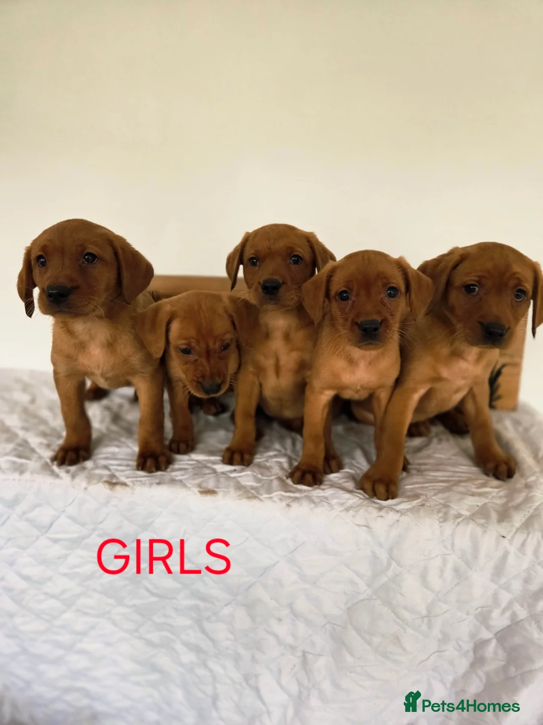 Labrador Retriever dogs for sale: Propa Fox Red lab Pups available  - Advert 13