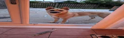 Mixed Breed dogs for stud: Belgian malinois X shep in Glasgow - Advert 4