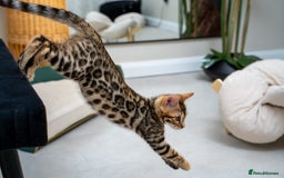 Bengal cats for sale: Top quality Bengal Girl- TICA reg.- AVAILABLE NOW - Advert 20