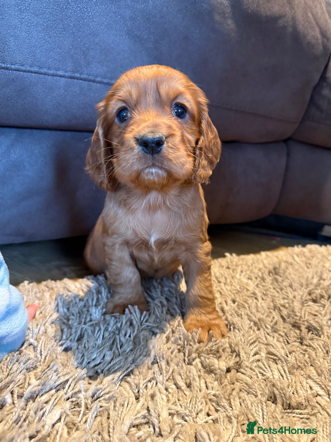 Cocker Spaniel dogs for sale: STUNNING KC COCKER SPANIELS  - Image 7