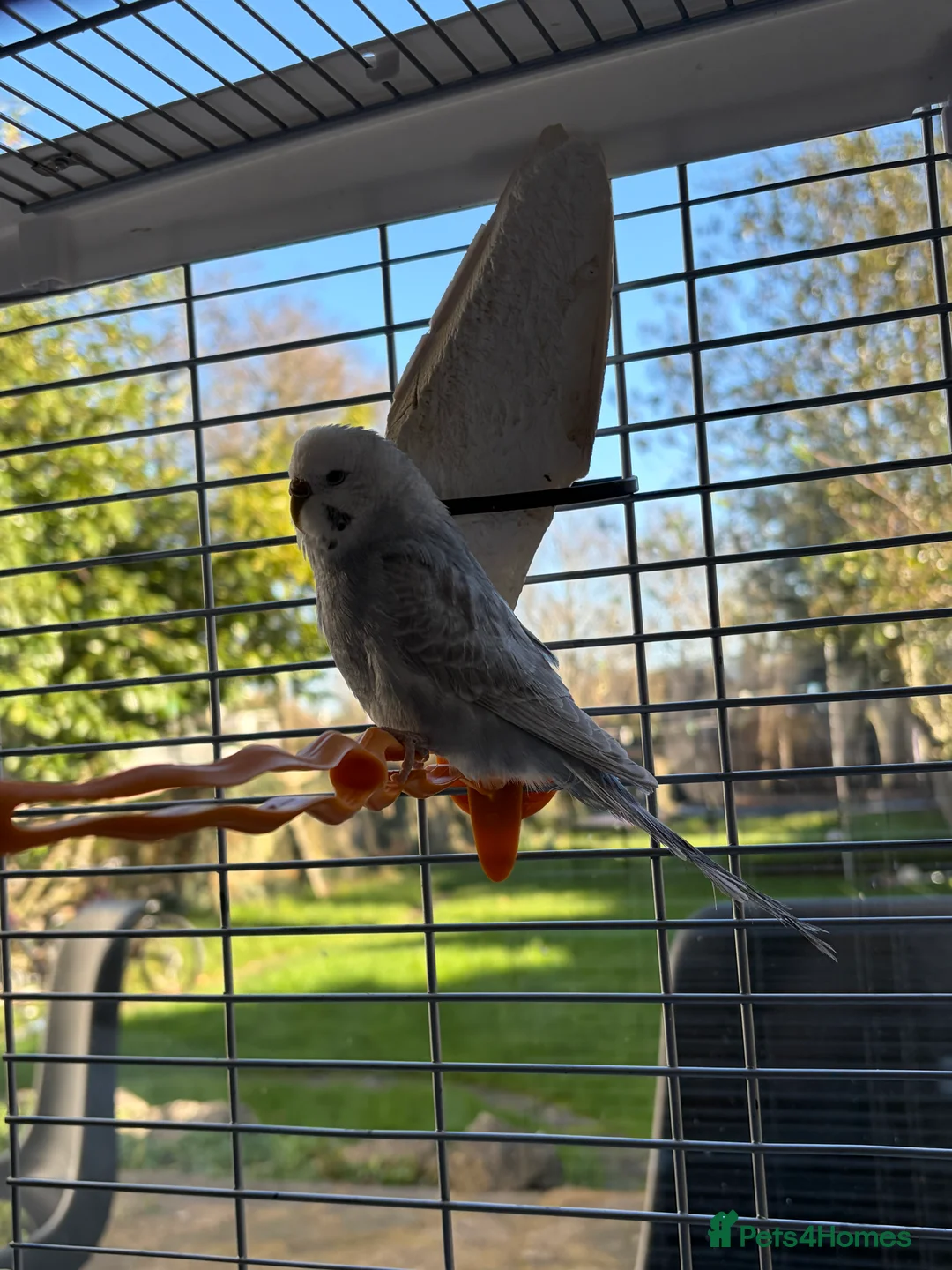 Budgerigars birds for sale: 2 young budgies and their mother for sale - Advert 7