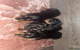 Dachshund dogs for sale: Miniature smooth haired pra clear - Advert 2