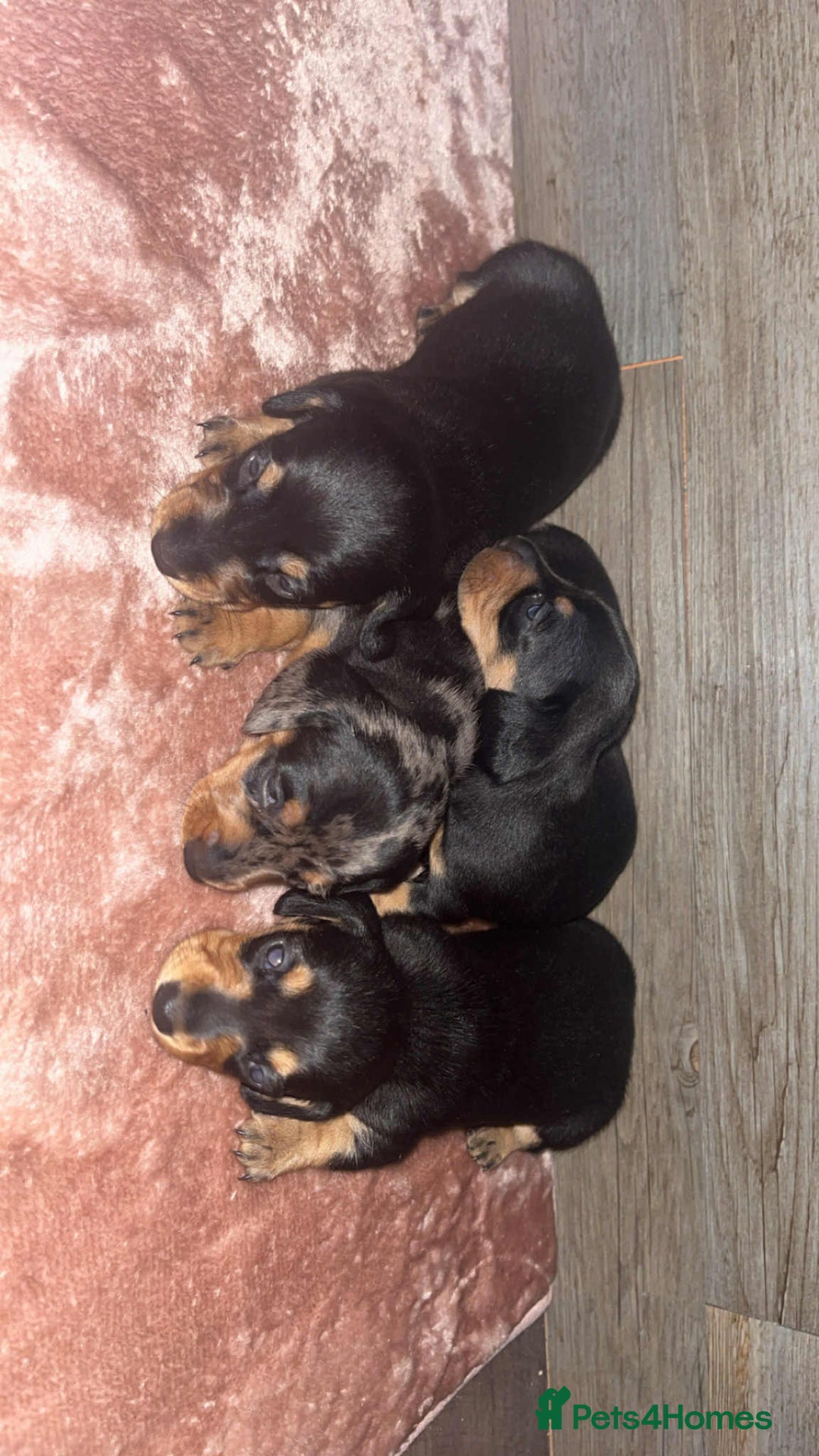 Dachshund dogs for sale: Miniature smooth haired pra clear - Advert 2