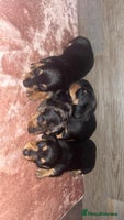 Dachshund dogs - Advert 1
