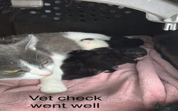 Mixed Breed cats for sale: 3 beautiful black kitten girls  - Image 8