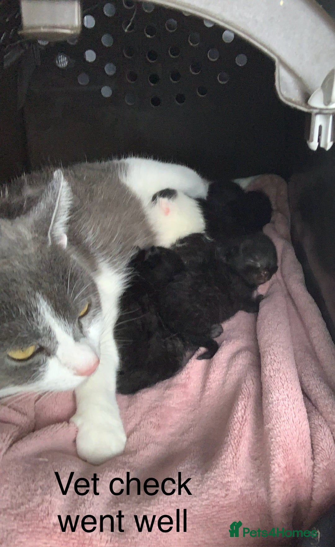 Mixed Breed cats for sale: 3 beautiful black kitten girls  - Image 8