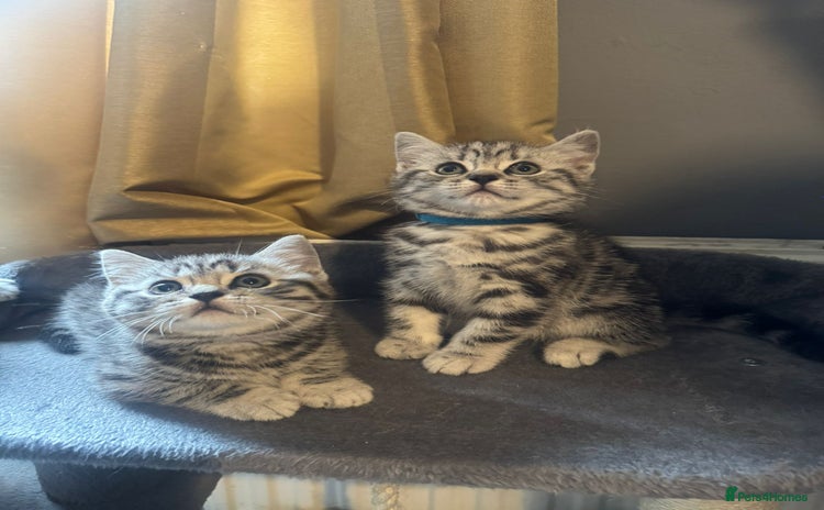 British Shorthair cats - Advert 4