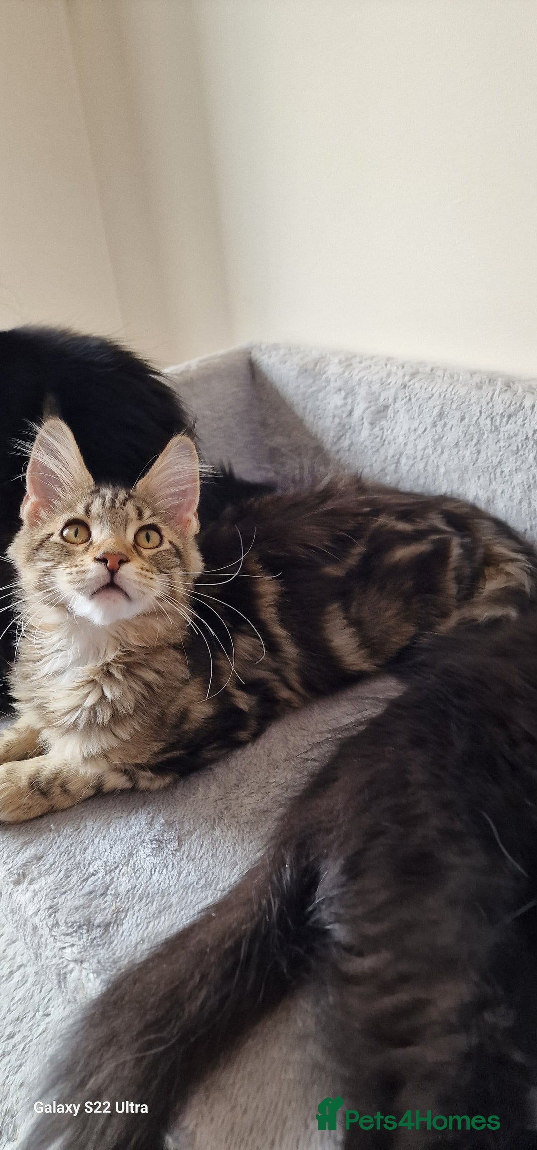 Maine Coon cats for sale: Pure Maine coon - Image 7