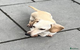 Miniature Dachshund dogs for sale: Kc registered miniature dachshunds  - Image 21
