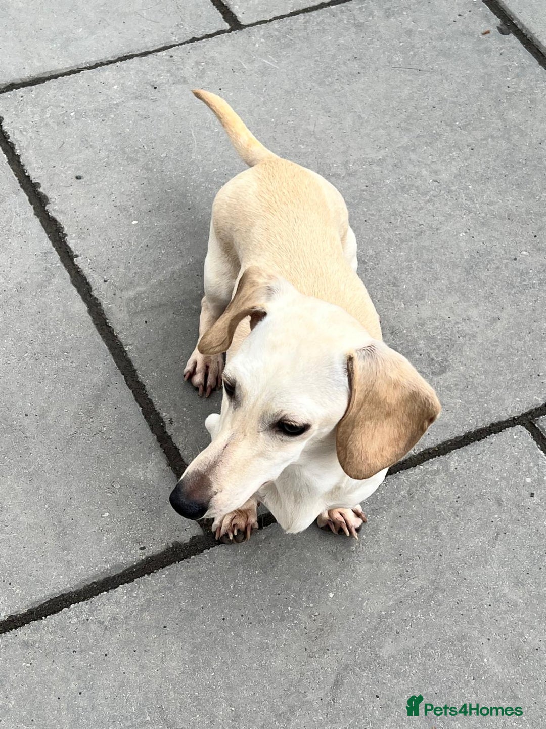 Miniature Dachshund dogs for sale: Kc registered miniature dachshunds  - Image 21