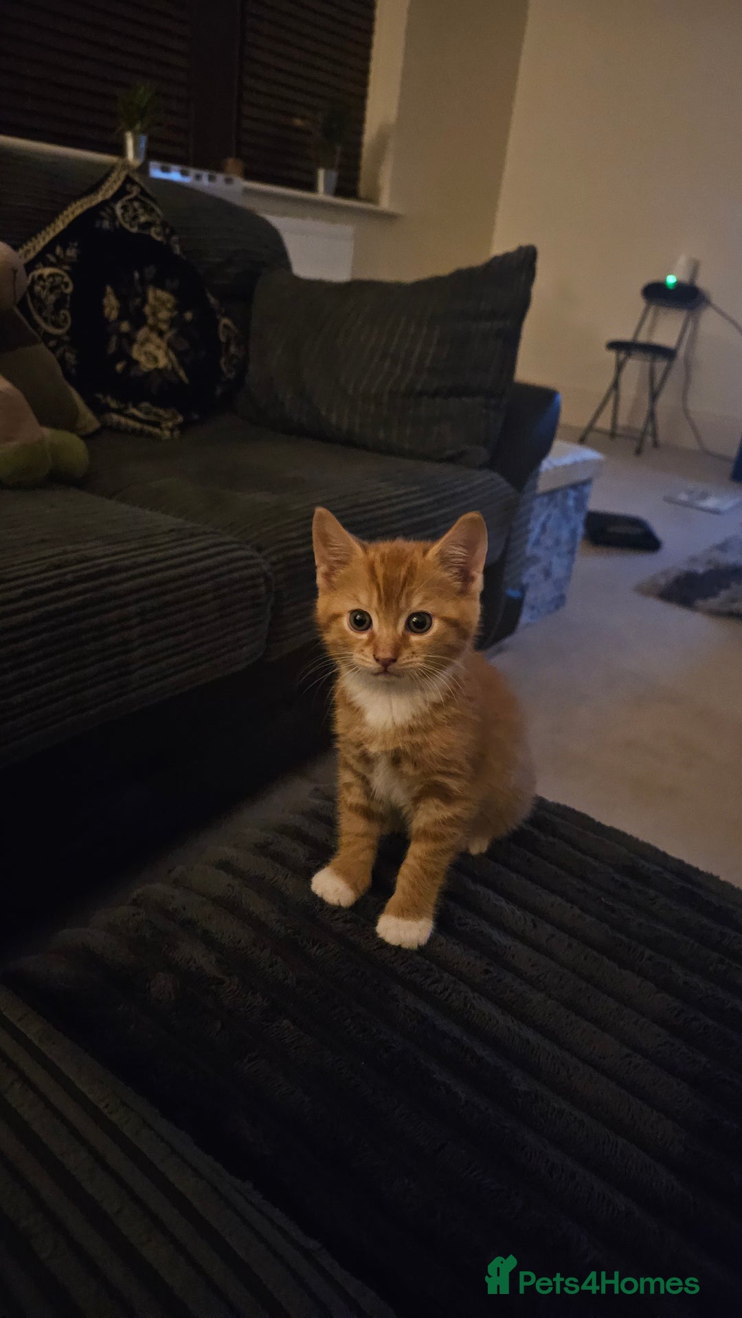 British Shorthair cats for sale: A Kitten for  **   - Advert 5