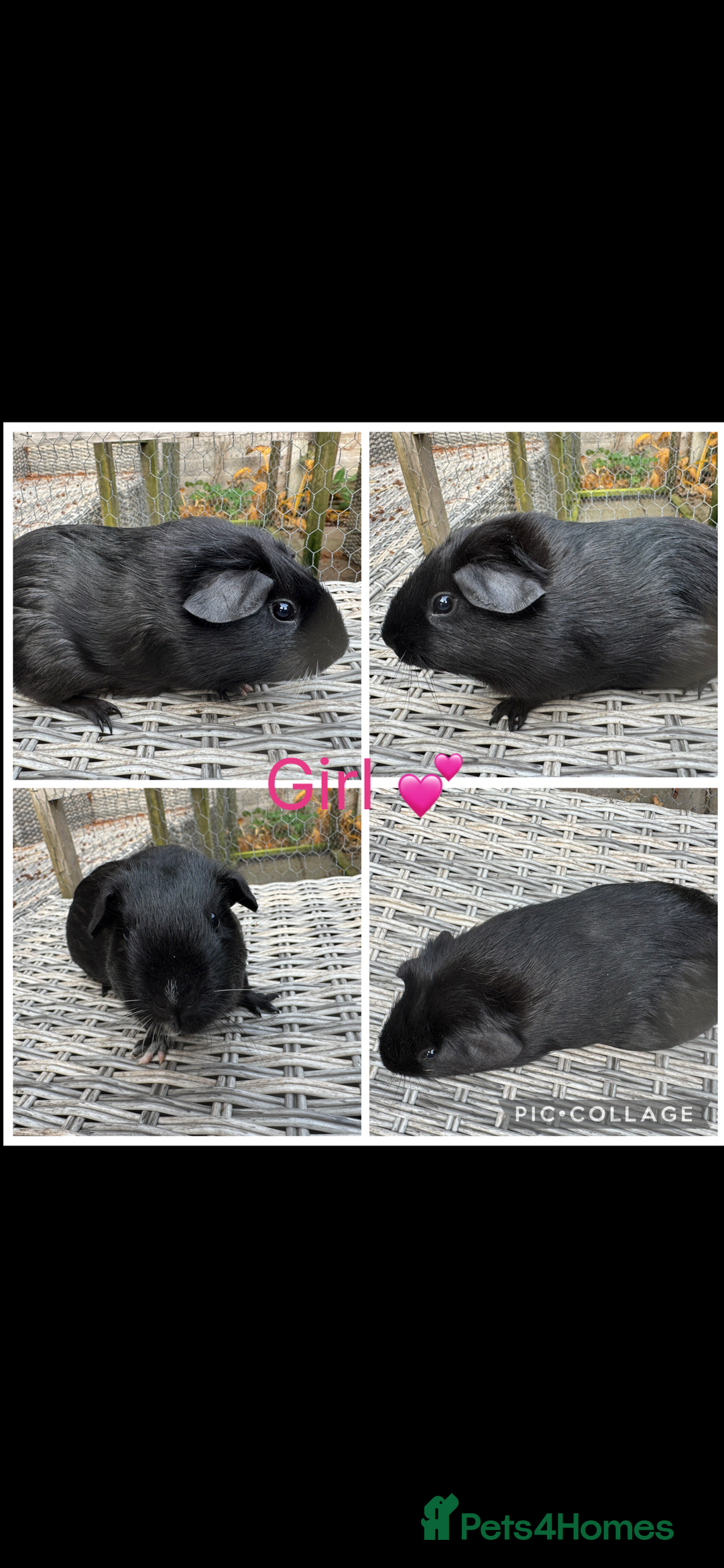 Guinea Pig rodents for sale: Female & Male Guinea pigs 👀 for new laps 🥰 - Advert 12