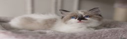 Ragdoll cats for sale: Bicolour and Lynx Ragdoll kittens - Advert 22
