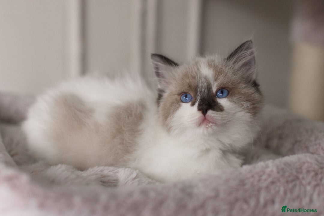 Ragdoll cats for sale: Bicolour and Lynx Ragdoll kittens - Advert 22