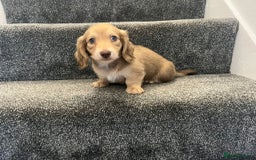 Miniature Dachshund dogs for sale: READY NOW Cream Longhair miniature dachshunds  - Image 11
