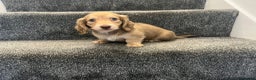 Miniature Dachshund dogs for sale: REDUCED READY NOW BLACK AND CREAM MINI DAXI  - Advert 6