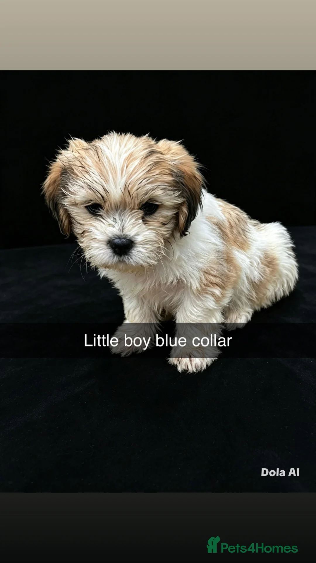 Malshi dogs for sale: Sweet puppies  in Boston - Advert 5