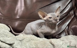 Sphynx cats for sale: Beautiful sphinx babies - Advert 8