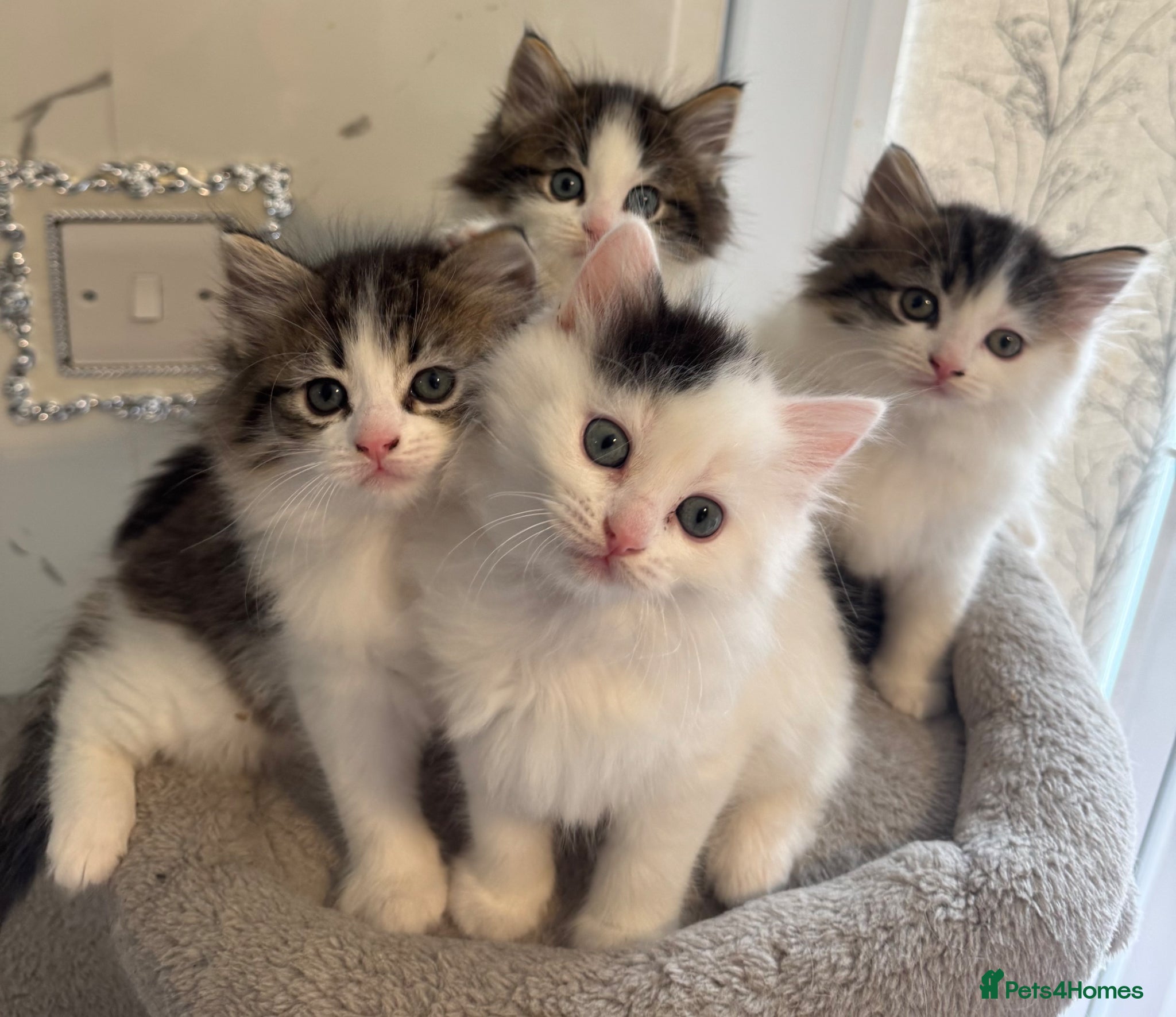 Ragdoll cats for sale: Beautiful Ragdoll kittens - Advert 1