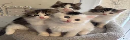 Ragdoll cats for sale: Beautiful Ragdoll kittens - Advert 1