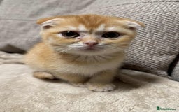 Scottish Fold cats for sale: Scottish Fold Kittens ( Delivery available) - Advert 8