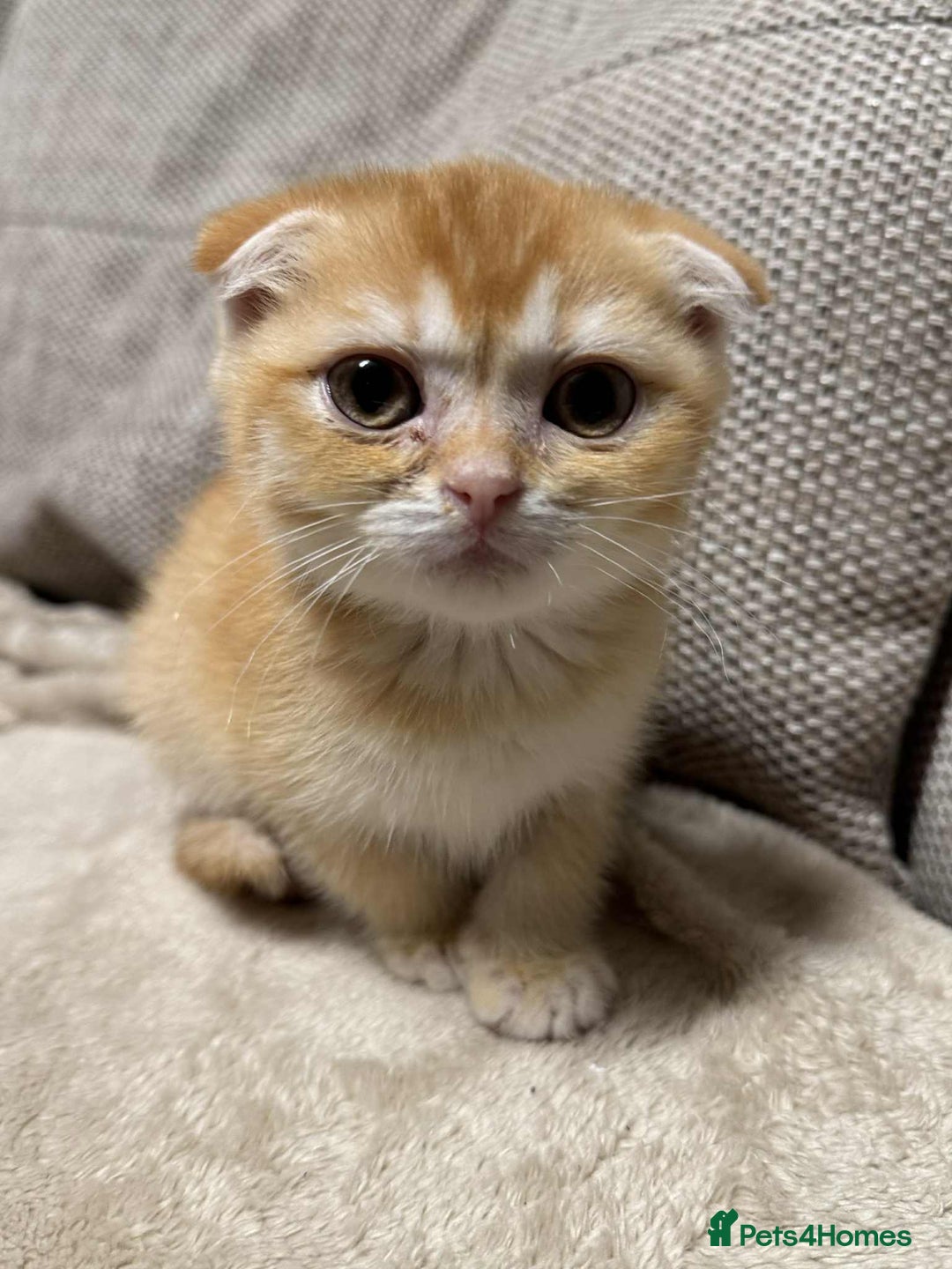 Scottish Fold cats for sale: Scottish Fold Kittens ( Delivery available) - Advert 8