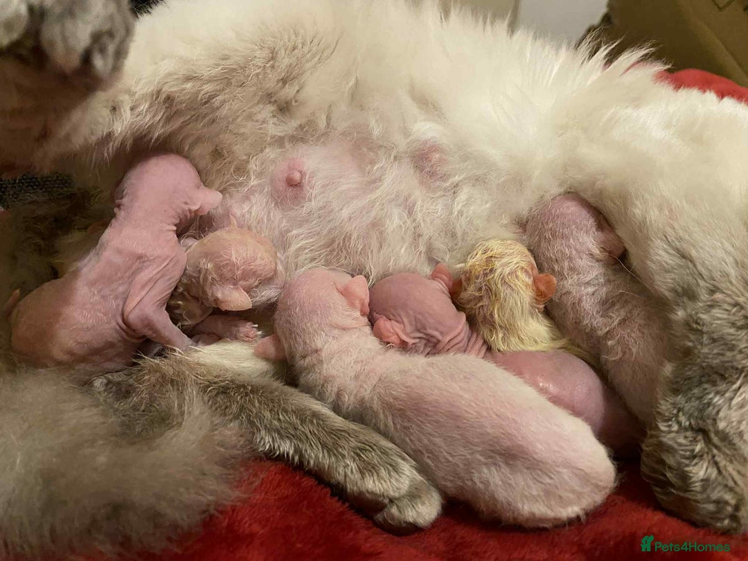 Sphynx cats for stud: Sphynx boy for stud  in Southampton - Advert 28