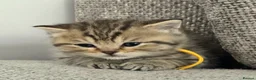 British Shorthair cats for sale: Gorgeous Golden Tabby ✨ British Shorthair Kitten ⭐ - Advert 31