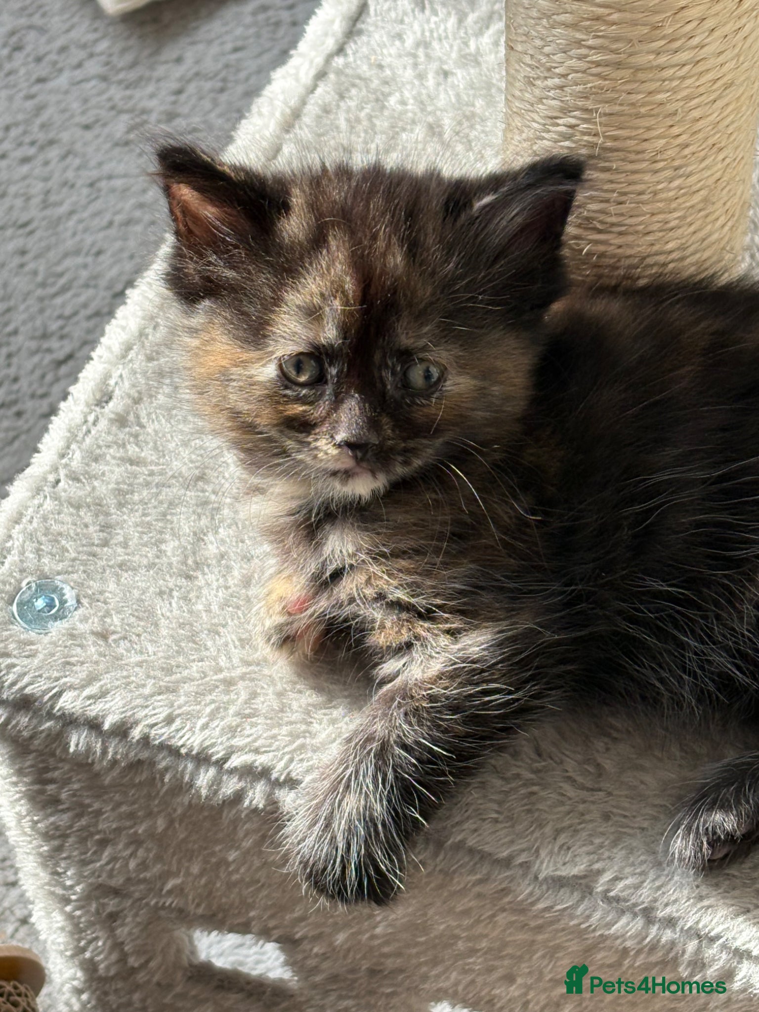 Mixed Breed cats Beautiful playful kittens £150 - Advert 18