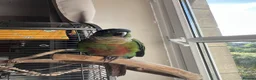 Conures birds for sale: Green Cheek Conure Very tame - Advert 3