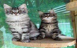Maine Coon cats for sale: Top quality Maine coon kittens - Image 6