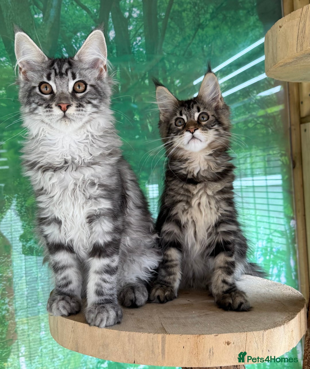 Maine Coon cats for sale: Top quality Maine coon kittens - Image 6