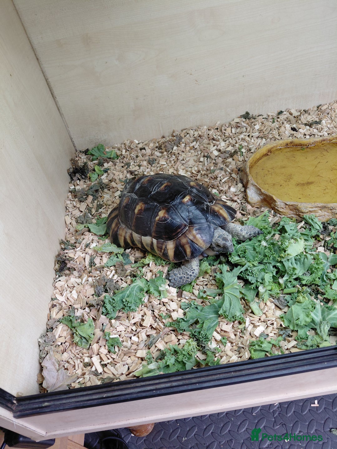 Tortoise reptiles for sale:  Marginated   tortoise  - Advert 4