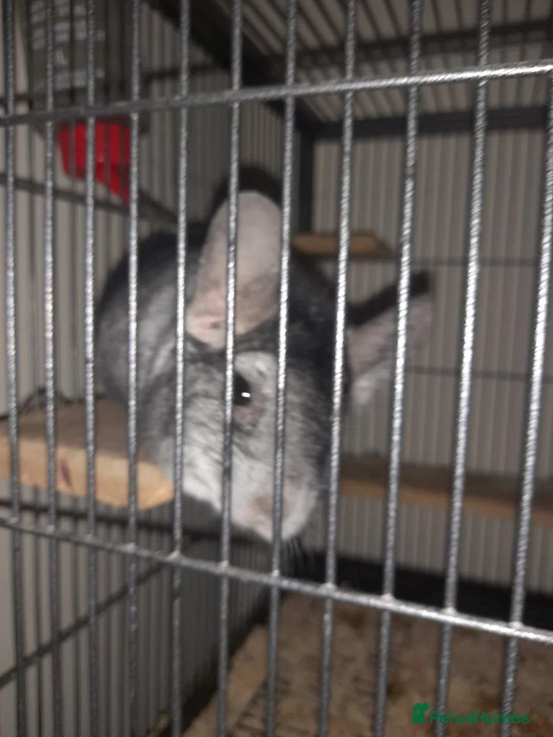 Chinchilla rodents for sale: 2 male Chinchillas ( brought as males) - Advert 7