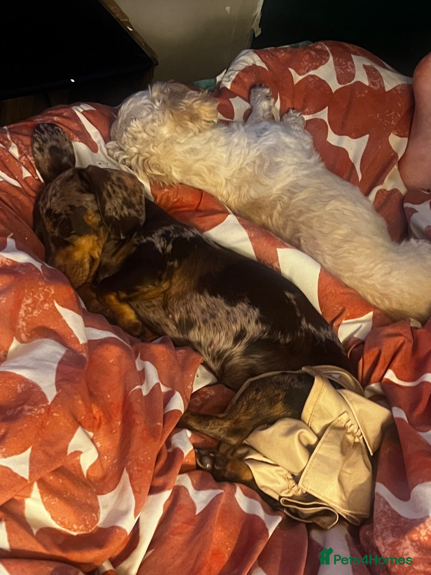 Miniature Dachshund dogs Female dachshund 1 year 3 months - Advert 2