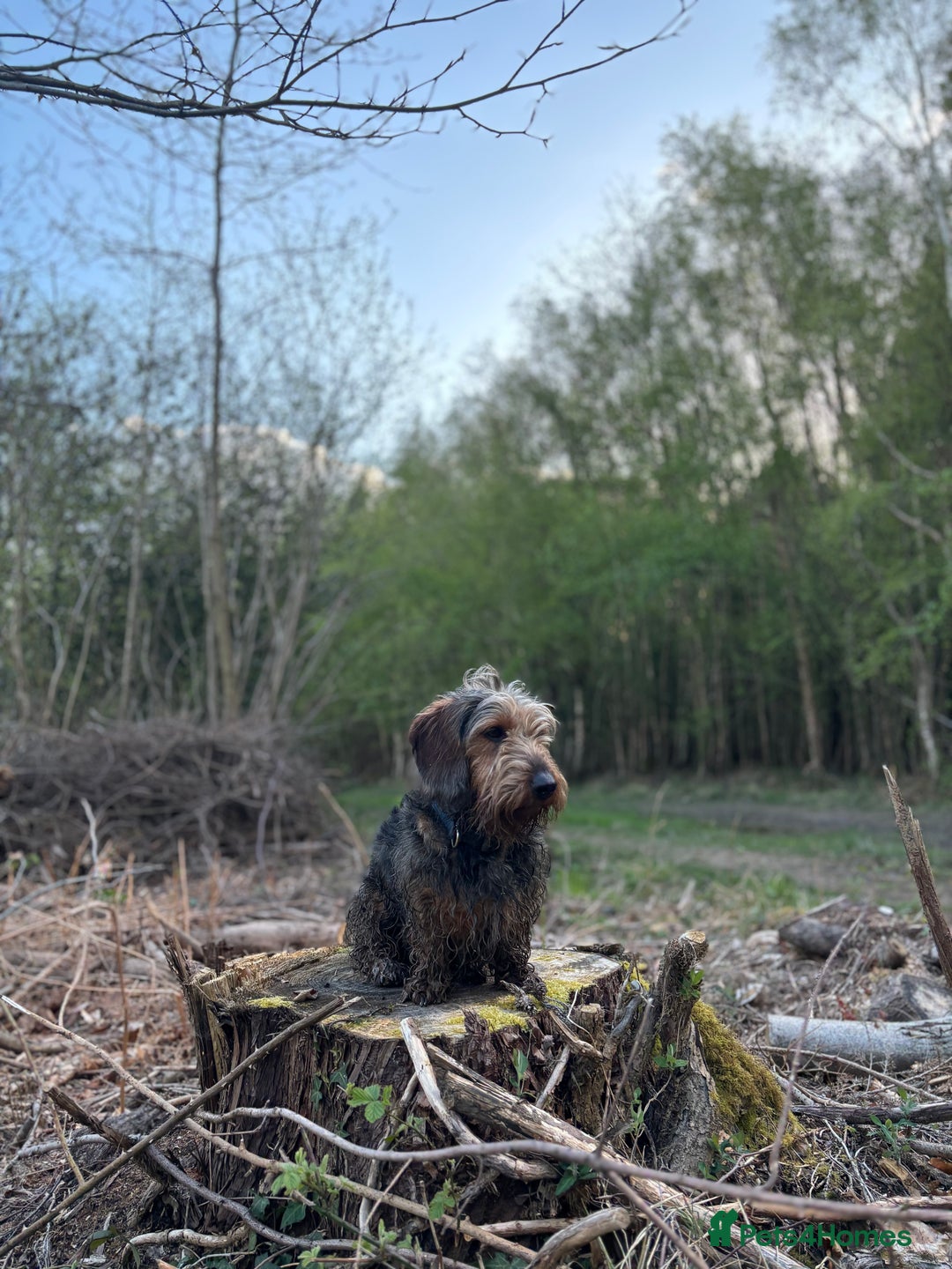 Dachshund dogs for sale: Dachshund  - Image 13