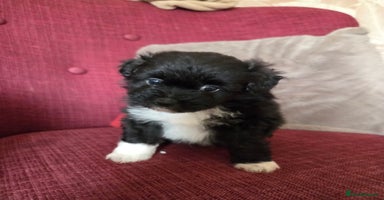 Mixed Breed dogs - Advert 2